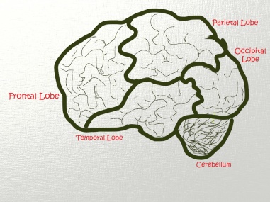 Brain lobes with label